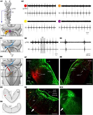 Revisiting the two rhythm generators for respiration in lampreys